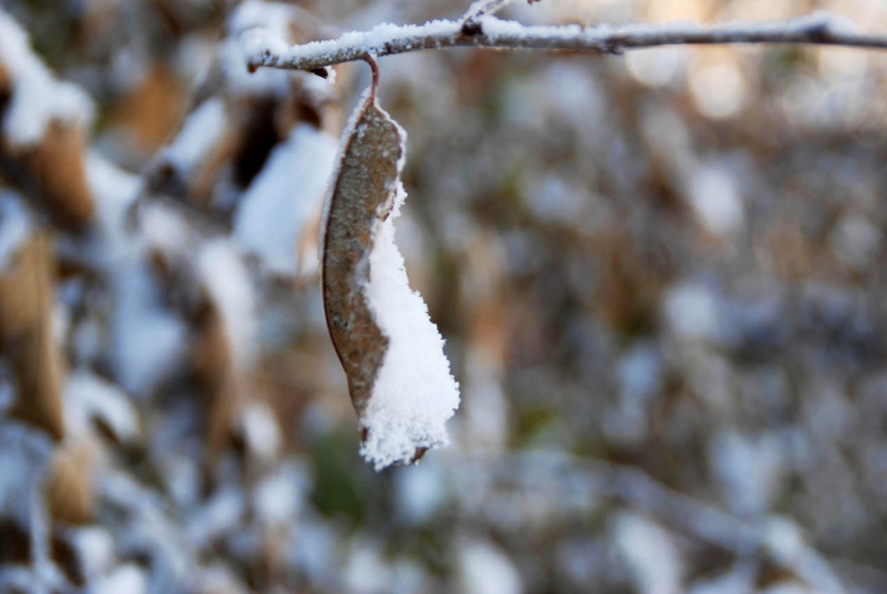 Ağrı Şehir Merkezi , Güzel Kış Resimleri 1