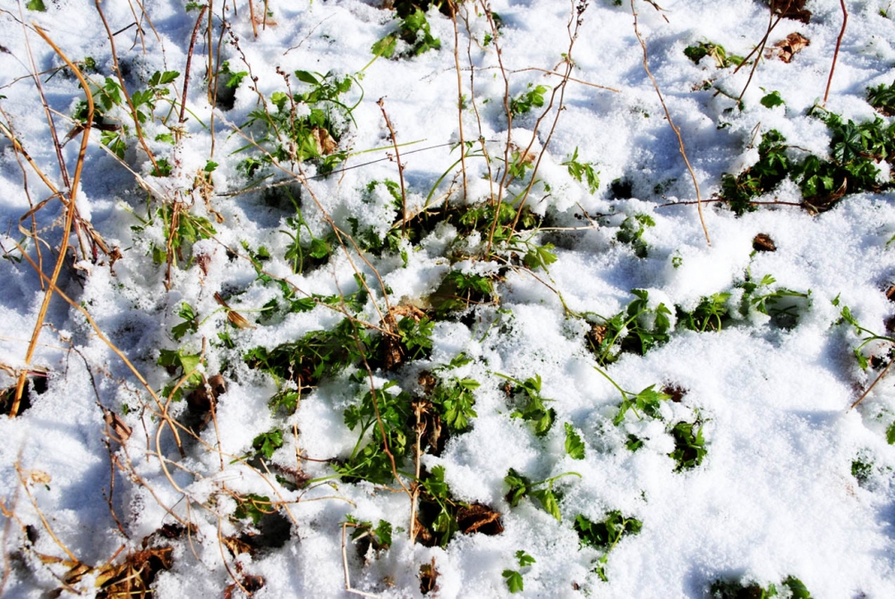 Ağrı Şehir Merkezi , Güzel Kış Resimleri 7