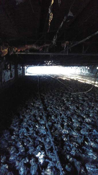 Kandıra'da 21 Bin Tavuk Kül Oldu 1