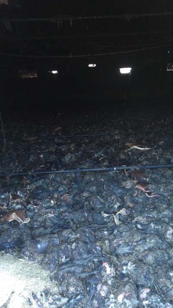 Kandıra'da 21 Bin Tavuk Kül Oldu 2