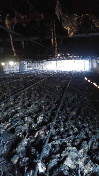 Kandıra'da 21 Bin Tavuk Kül Oldu 3