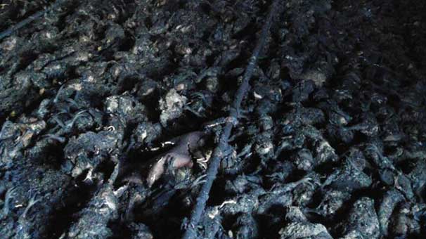 Kandıra'da 21 Bin Tavuk Kül Oldu 5