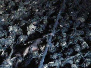 Kandıra'da 21 Bin Tavuk Kül Oldu