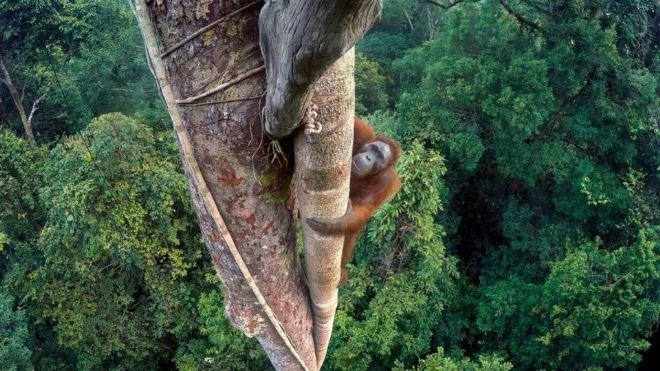 YILIN YABAN HAYATI FOTOĞRAFI ÖDÜLÜ 1