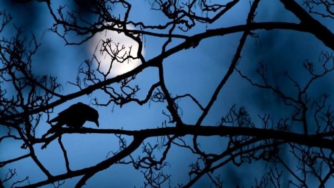 YILIN YABAN HAYATI FOTOĞRAFI ÖDÜLÜ 2