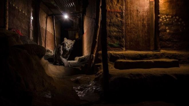 YILIN YABAN HAYATI FOTOĞRAFI ÖDÜLÜ 3