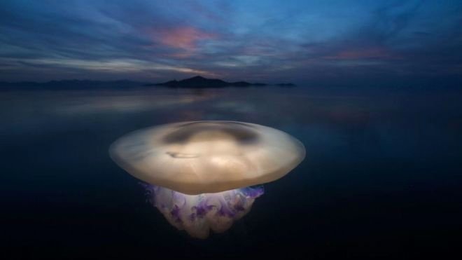 YILIN YABAN HAYATI FOTOĞRAFI ÖDÜLÜ 4