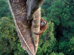 YILIN YABAN HAYATI FOTOĞRAFI ÖDÜLÜ