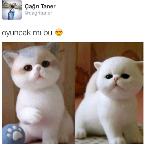 Çağrı Taner Kimdir? 23
