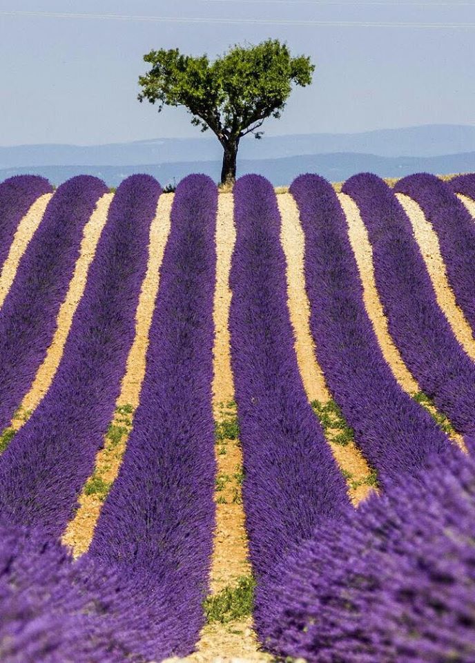 Google Wallpapers Tüm Android Kullanıcılarının Beğenisine sunuldu! 8