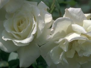 Gül Resimleri , Harika Güzel Gül Resim