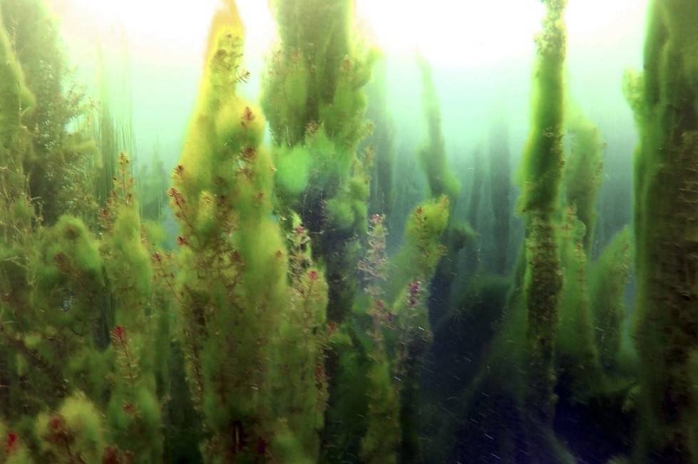 Konya Ovası'nın kuraklıktan etkilenmeyen gölü koruma altına alındı 2