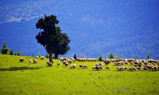 Görmemişin böylesi... 40 Yaşındaki çoban İlk Gece Gelinin Belini Kırdı! 2
