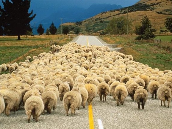 Görmemişin böylesi... 40 Yaşındaki çoban İlk Gece Gelinin Belini Kırdı! 7