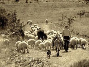 Görmemişin böylesi... 40 Yaşındaki çoban İlk Gece Gelinin Belini Kırdı!