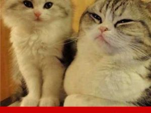 En Komik Güzel Hareketli İlginç Komik Resimler