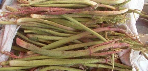 Kanseri İki Günde Bitiriyor ! Herkes Bu Sebzenin Peşinde 1