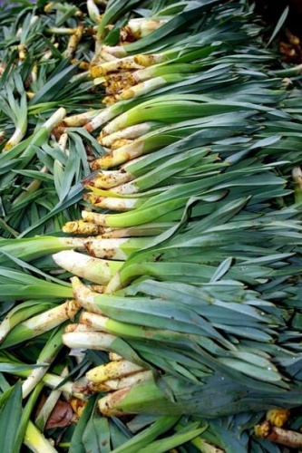 Kanseri İki Günde Bitiriyor ! Herkes Bu Sebzenin Peşinde 2