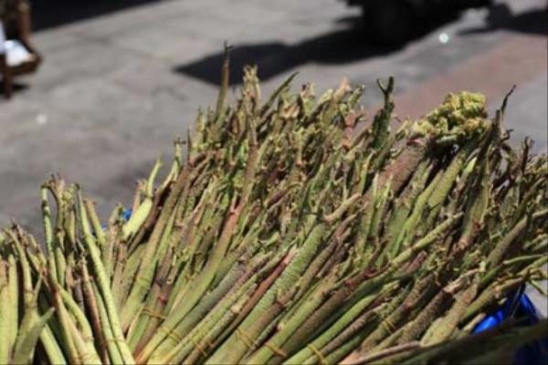 Kanseri İki Günde Bitiriyor ! Herkes Bu Sebzenin Peşinde 5