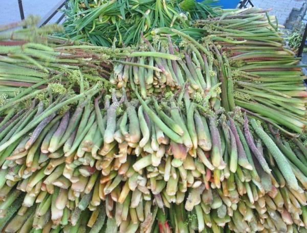 Kanseri İki Günde Bitiriyor ! Herkes Bu Sebzenin Peşinde 6