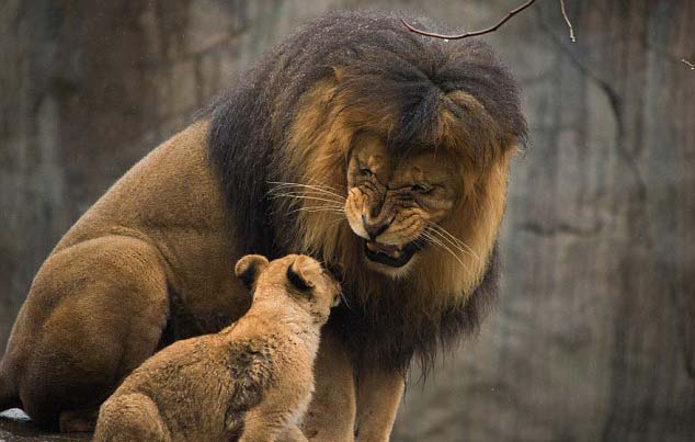 En Güzel Harika Aslan Resimleri, Aslan Resimleri 12