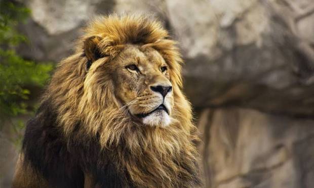 En Güzel Harika Aslan Resimleri, Aslan Resimleri 13