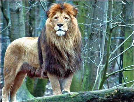 En Güzel Harika Aslan Resimleri, Aslan Resimleri 2