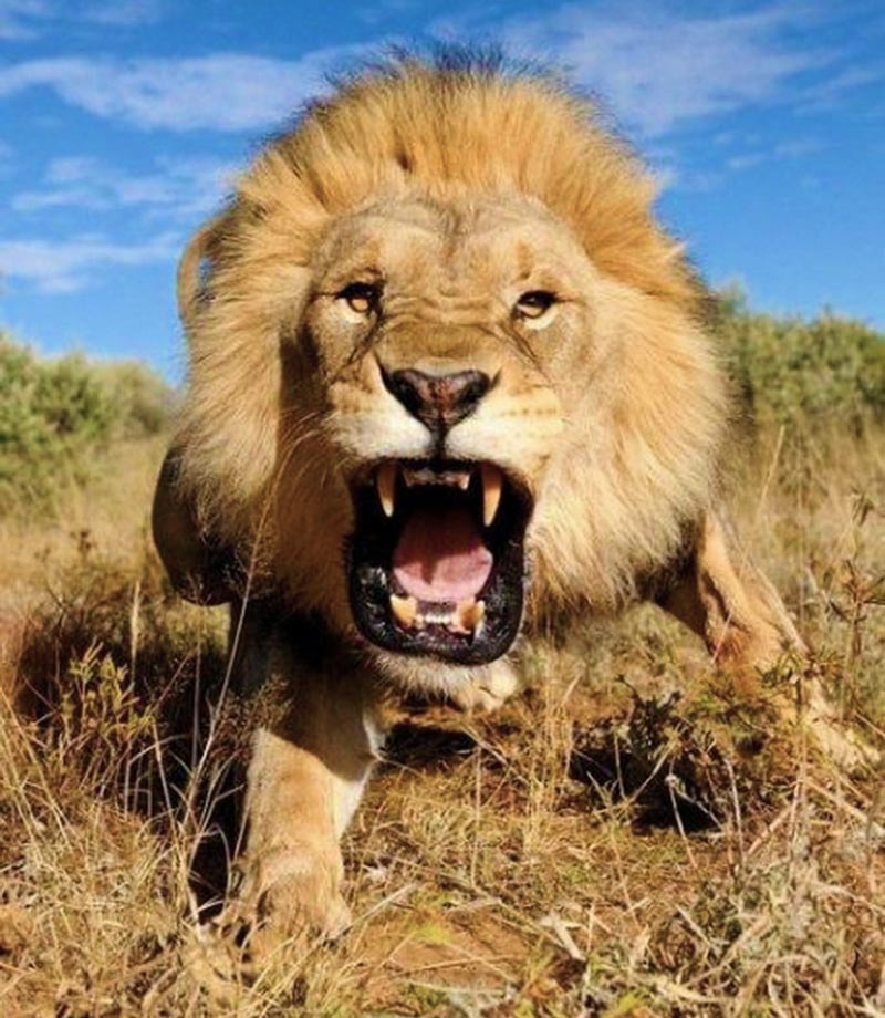 En Güzel Harika Aslan Resimleri, Aslan Resimleri 4