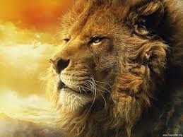 En Güzel Harika Aslan Resimleri, Aslan Resimleri 8
