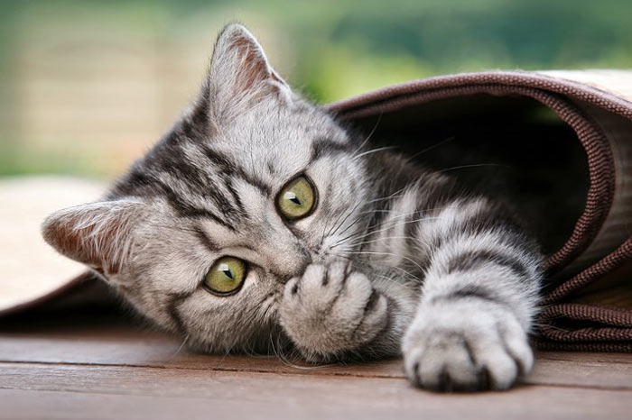 Tatlı ,Şirin, Komik, Yavru Kedi Resimleri , En Güzel Kedi Resimleri 1