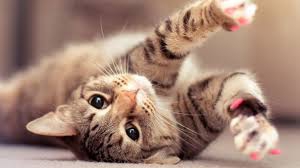 Tatlı ,Şirin, Komik, Yavru Kedi Resimleri , En Güzel Kedi Resimleri 11