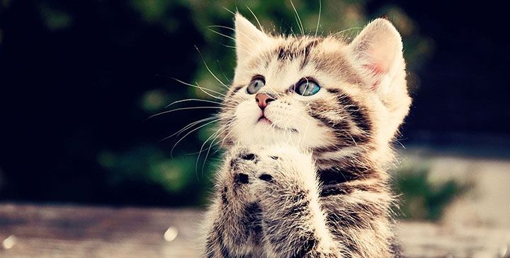 Tatlı ,Şirin, Komik, Yavru Kedi Resimleri , En Güzel Kedi Resimleri 13