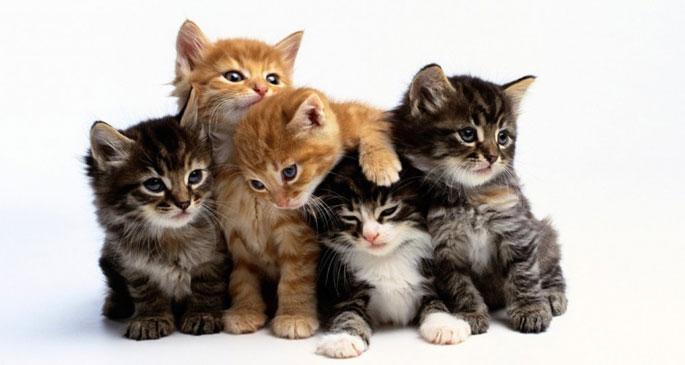 Tatlı ,Şirin, Komik, Yavru Kedi Resimleri , En Güzel Kedi Resimleri 19