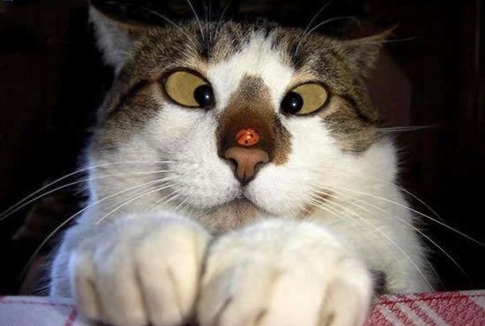 Tatlı ,Şirin, Komik, Yavru Kedi Resimleri , En Güzel Kedi Resimleri 20