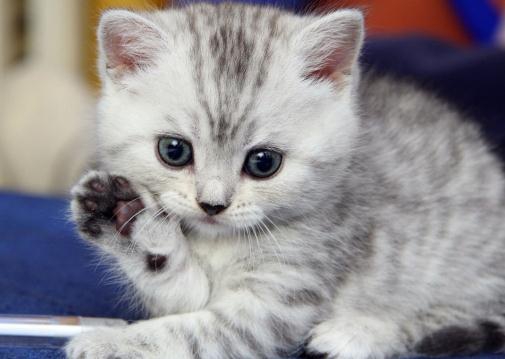 Tatlı ,Şirin, Komik, Yavru Kedi Resimleri , En Güzel Kedi Resimleri 21