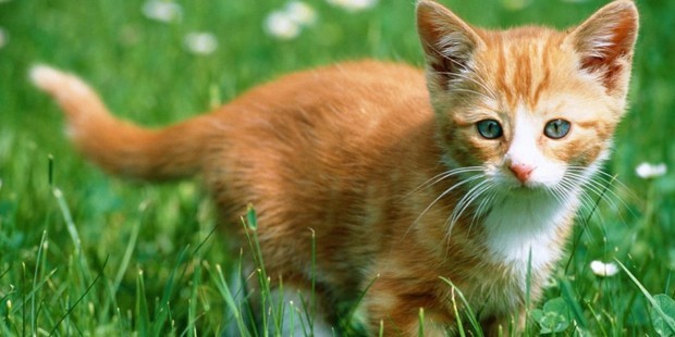 Tatlı ,Şirin, Komik, Yavru Kedi Resimleri , En Güzel Kedi Resimleri 25