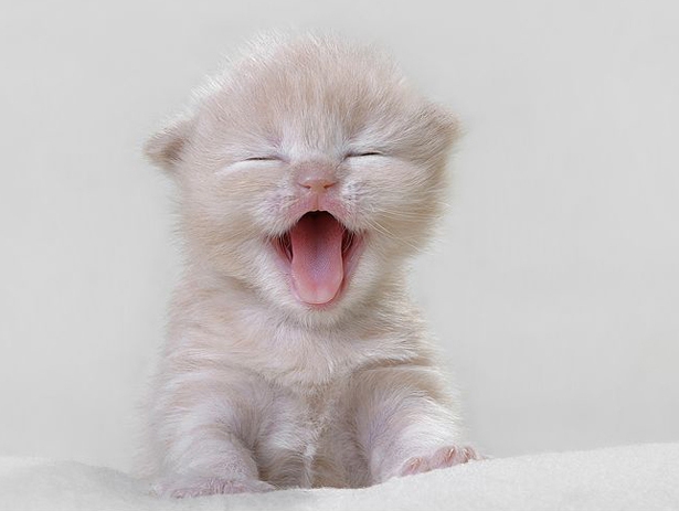 Tatlı ,Şirin, Komik, Yavru Kedi Resimleri , En Güzel Kedi Resimleri 26