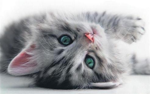 Tatlı ,Şirin, Komik, Yavru Kedi Resimleri , En Güzel Kedi Resimleri 28