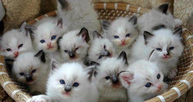 Tatlı ,Şirin, Komik, Yavru Kedi Resimleri , En Güzel Kedi Resimleri 3