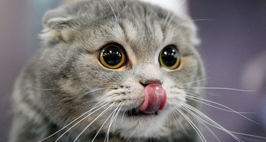 Tatlı ,Şirin, Komik, Yavru Kedi Resimleri , En Güzel Kedi Resimleri 6