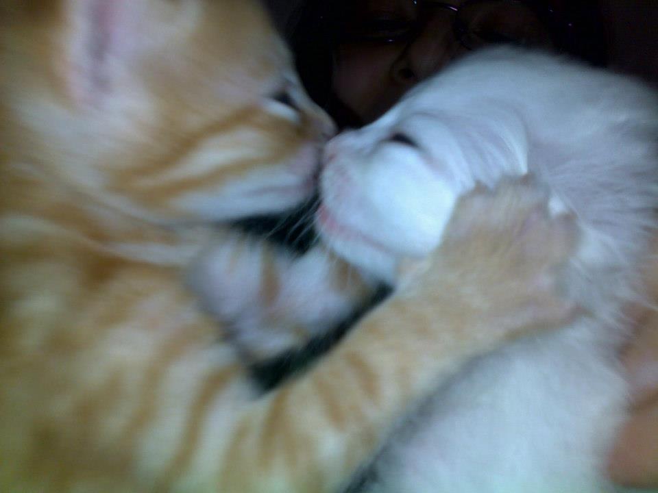 Tatlı ,Şirin, Komik, Yavru Kedi Resimleri , En Güzel Kedi Resimleri 7