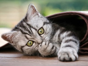 Tatlı ,Şirin, Komik, Yavru Kedi Resimleri , En Güzel Kedi Resimleri