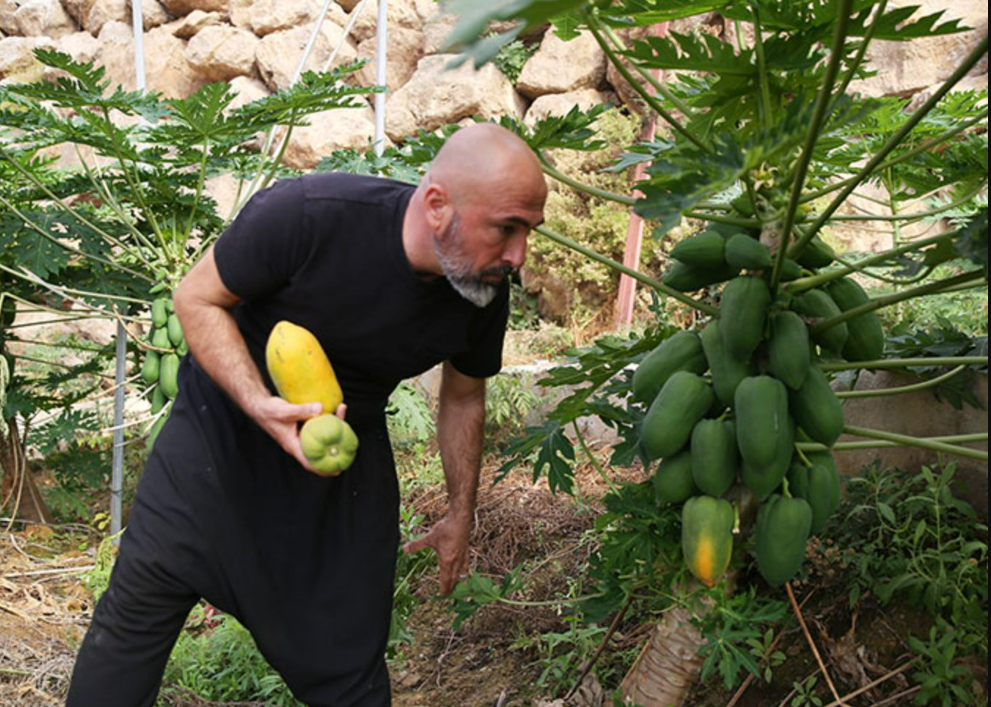 Alanya Papayası Dünya Sofralarında: Türkiye'nin Tropikal Meyve İhracatında Yeni Bir Yıldız Doğuyor!