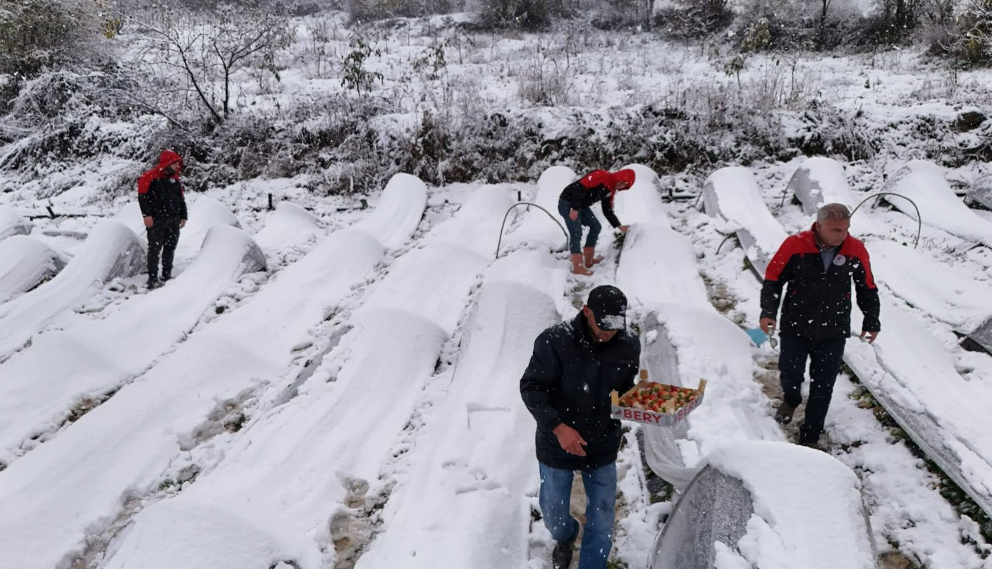 Samsun Alaçam'da Kar Altında Çilek Hasadı: Taleplere Yetişilemiyor!