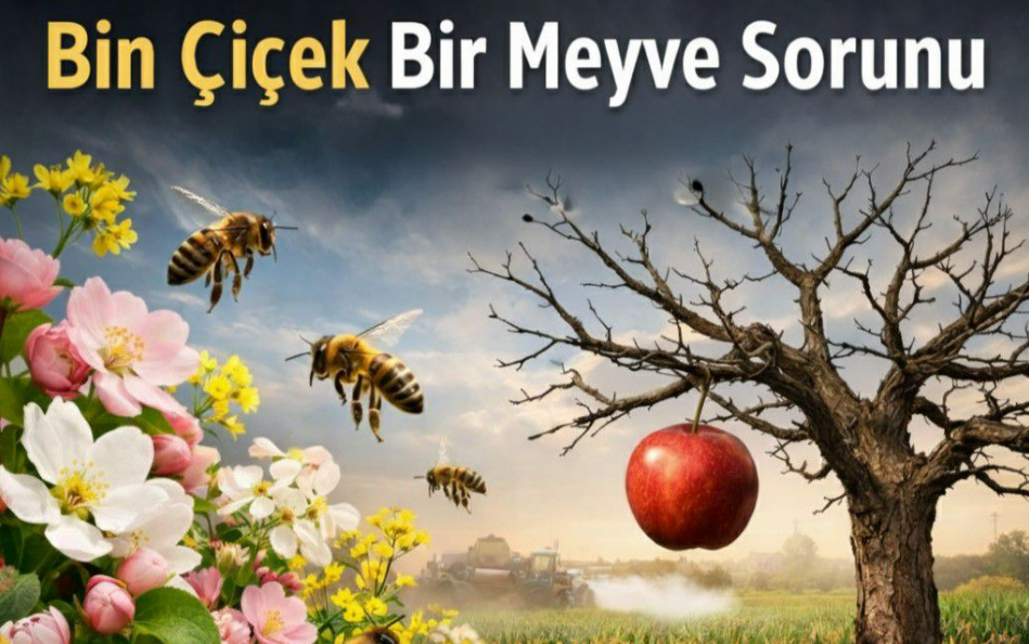 Tarımda "Bin Çiçek Bir Meyve" Çıkmazı: Arılar Olmazsa Soframız Boş Kalacak!