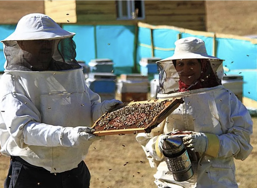 10 Ton Üretiliyor, 100 Ton Satılıyor: Anzer Balında "Sahte" Alarmı!