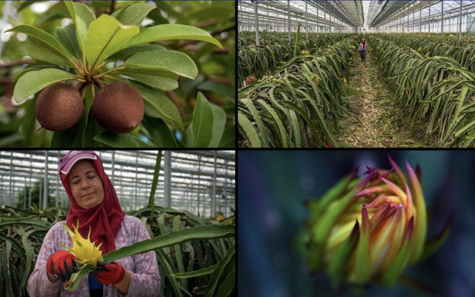 Türkiye Tarımında Devrim: 8 Tropikal Meyve Resmen Tescillendi!