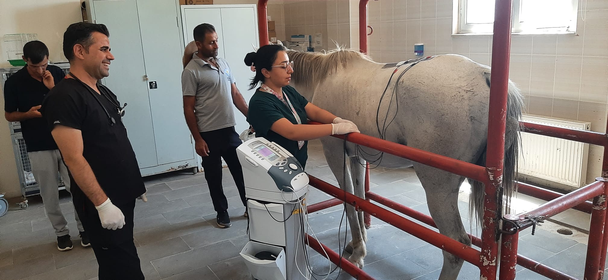 100 Dereceli Şampiyon Yarış Atına Dicle Üniversitesi'nde Fizik Tedavi